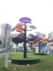 Regenschirmbaum